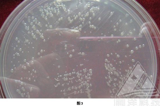 [每周一例] 白斑症病毒病及白斑症(七)——溶藻弧菌感染南美白对虾