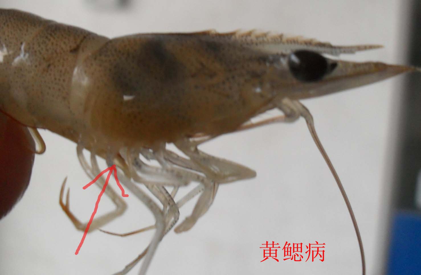常见对虾病害的临床体征农业资讯-农信网